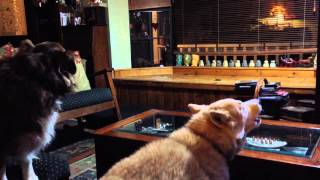 Husky Howling & Aussie Barking