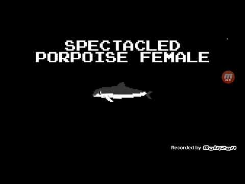CETACEAN COLLECTION PORPOISES EPISODE 3