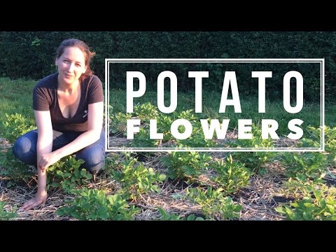 What to do with the Potato Flowers? (Off grid Homestead Gardening)