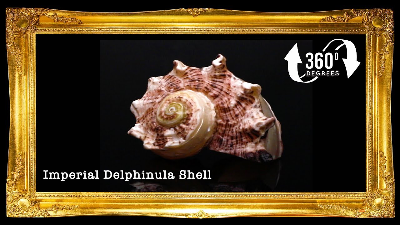 Angaria Mr. Ty | Imperial Delphinula | Angaria Delpinus | 1.5 - 2 Inches