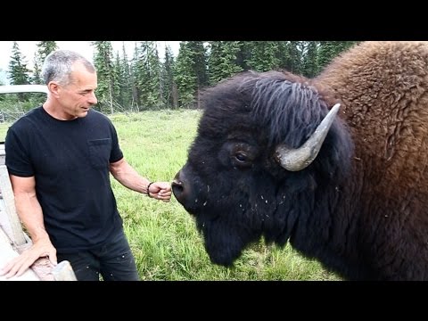 'Going In With Buffalo'
