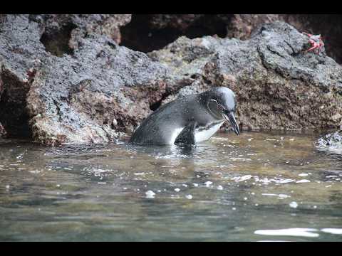 Galapagos erleben Isabela ist unreal freche Seelöwen, Pinguine, Vulkan Sierra Negra, Traumurlaub