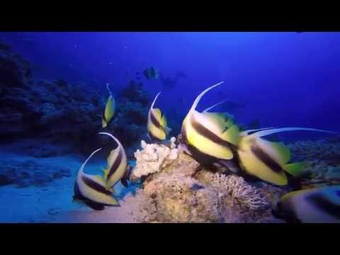 OCEANOS SAFARI: croisière Nord - août 2016