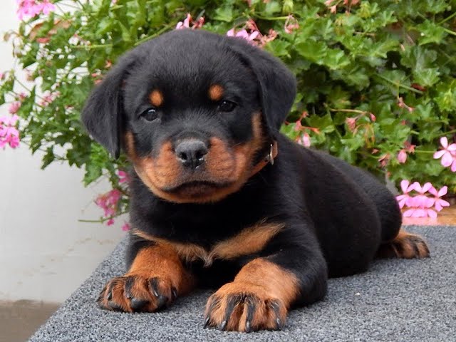 Rottweiler cachorro en venta