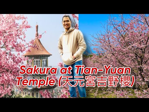 Flores de cerejeira do templo de Tinyuan Tamsui Nova Taipei TAIWAN