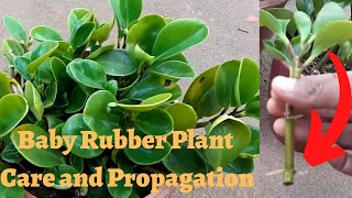 How to propagate Baby Rubber plant in water and care #babyrubberplant #peperomiaobtusifolia