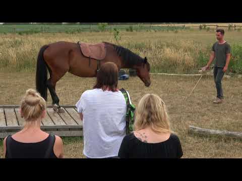 MUSTANG MAKEOVER 2018 Team Sebastian (TAG 3991) - Update 6