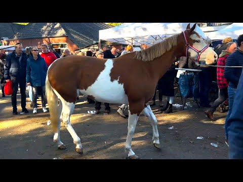 Pferdemarkt- ZUIDLAREN- Paardenmarkt in Holland (NL) 17.10.2023 Teil 2
