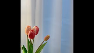 honey johnny balik 1 hour