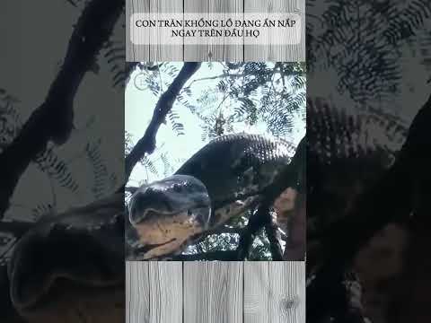 CON TRĂN KHỔNG LỒ ĐANG ẨN NẤP NGAY TRÊN ĐẦU HỌ