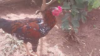 Criação de Galinhas - Um Momento Com As Galinhas No Galinheiro - Galo - ( Parte 22 )