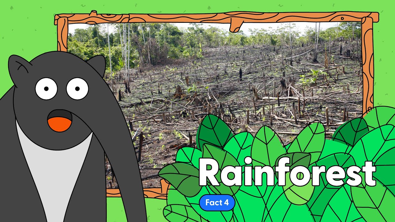 Amazon Rainforest Fact 4