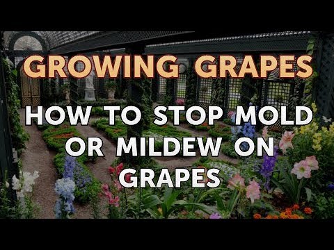 What Type of Fertilizer to Use on Grape Vines