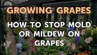 How to Stop Mold or Mildew on Grapes