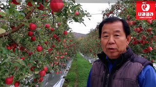 [사과재배] 색깔 잘나고 열매 단단한 이유/열과제로/비결은 무엇인가/무갈반농법 혁신재배 제2부/강원양구 이득…