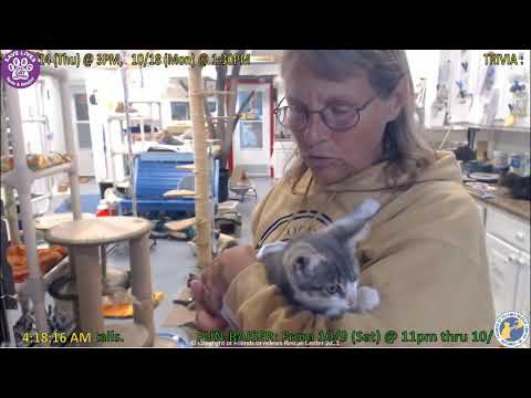 New Kitty Ian 10-07-2021  Friends of Felines Rescue Center (FFRC)