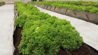 تقدم اليونيسيف ودار أبو عبد الله فرصا للتمكين الاقتصادي للشباب الأكثر هشاشة من خلال الزراعة المائية