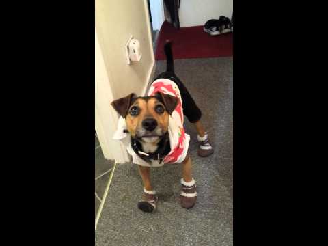 Dobby has new clothes