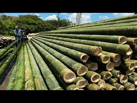 , title : 'Amazing Bamboo Farming Techniques - Bamboo Product Processing in Factory - Bamboo Harvest Machine'