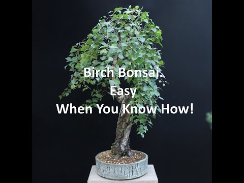 Birch Bonsai. Easy When You Know How!