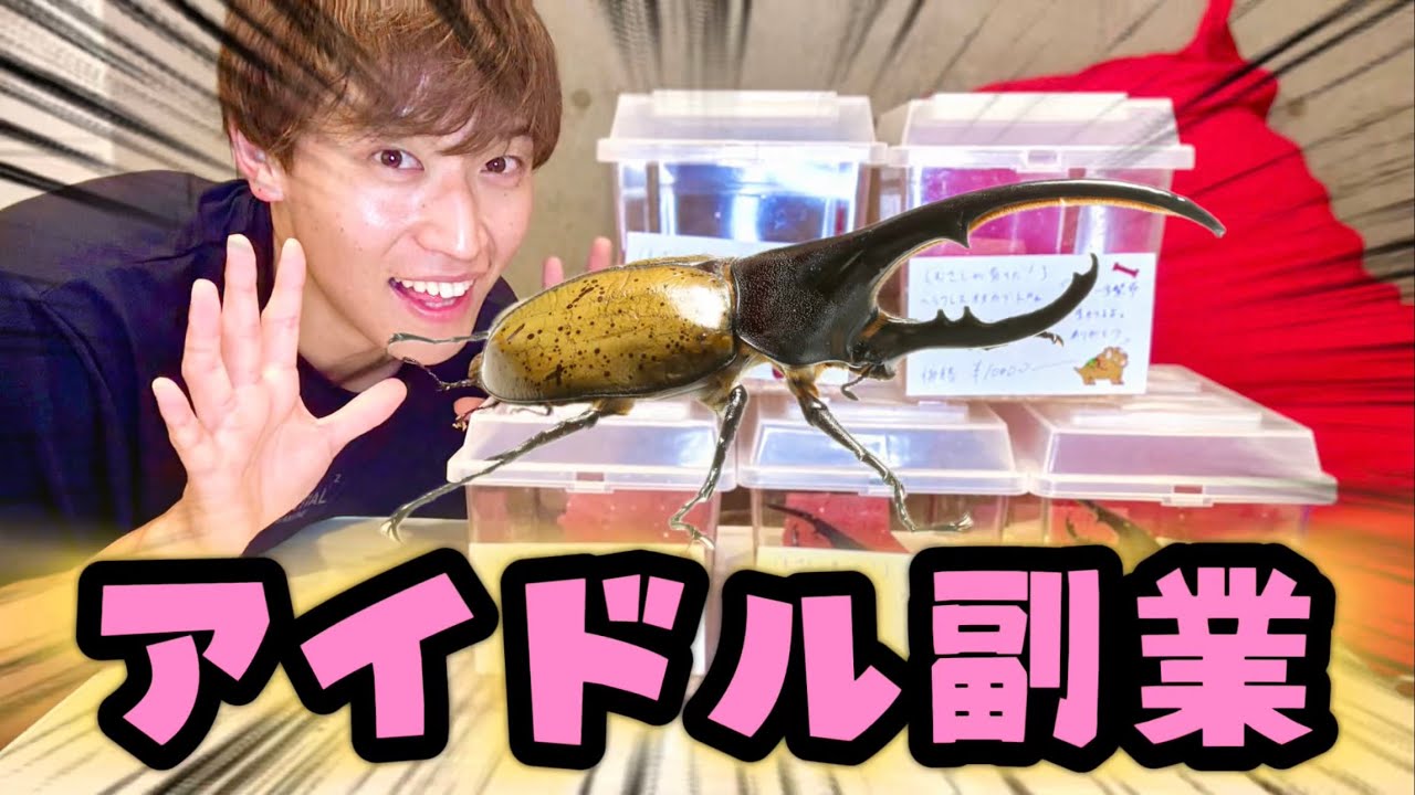 【旅立ち】自宅で卵から育てたカブトムシを販売します。2年間の愛情を君へ💝
