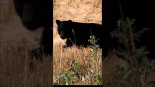Hunter Chases Bear! 😱 #bowhunt #blackbear
