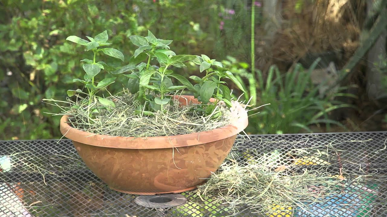 How to Use Hay to Control Weeds in a Vegetable Garden : Garden Space