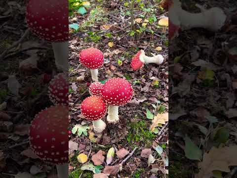 Fly Agaric Mushrooms – Red Amanita in the Forest