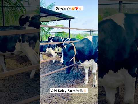 Saiyaara🐄😍❤️ #amdairyfarm #dairyfarm #topbreed #viral #shorts