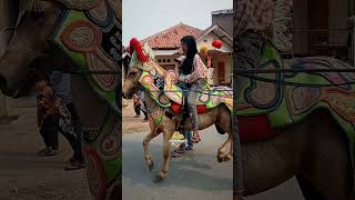 Download lagu kuda putih hadir dalam warna oranye #celana pendek #kuda #kuda mp3