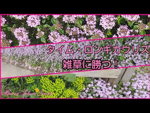 ストーンタイム 植物
