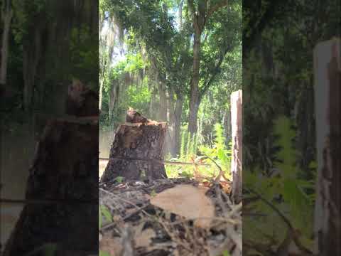 stihl 391 stump cut break in.