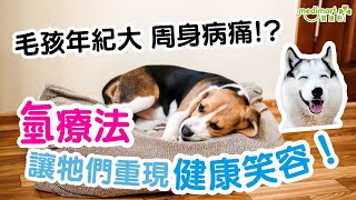 【氫醫學．四】毛孩年紀大 越來越多病痛？氫療法讓牠們重現健康笑容！
