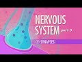 The Nervous System, Part 3 - Synapses!: Crash Course A&P #10