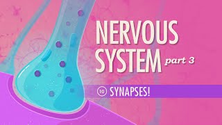 The Nervous System, Part 3 - Synapses!: Crash Course Anatomy & Physiology #10