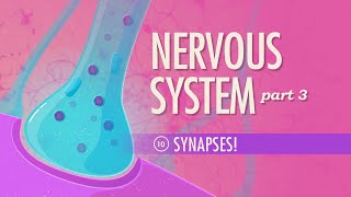 The Nervous System, Part 3 - Synapses!: Crash Course A&P #10