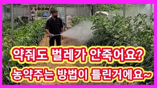농약줘도 벌레가 안죽죠? 농약발 300% 높여 진딧물,담배나방, 한방에 보내기~ 고추농사 잘짓는방법,고추재배…