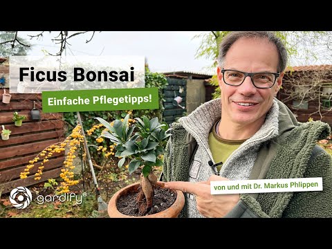 , title : 'Indoor Bonsai -  Ficus Ginseng richtig pflegen! | gardify Tipps'