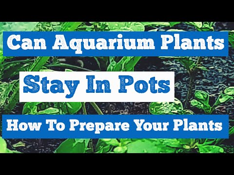 Can Aquarium Plants Stay In Pots – Prepare Your Plants