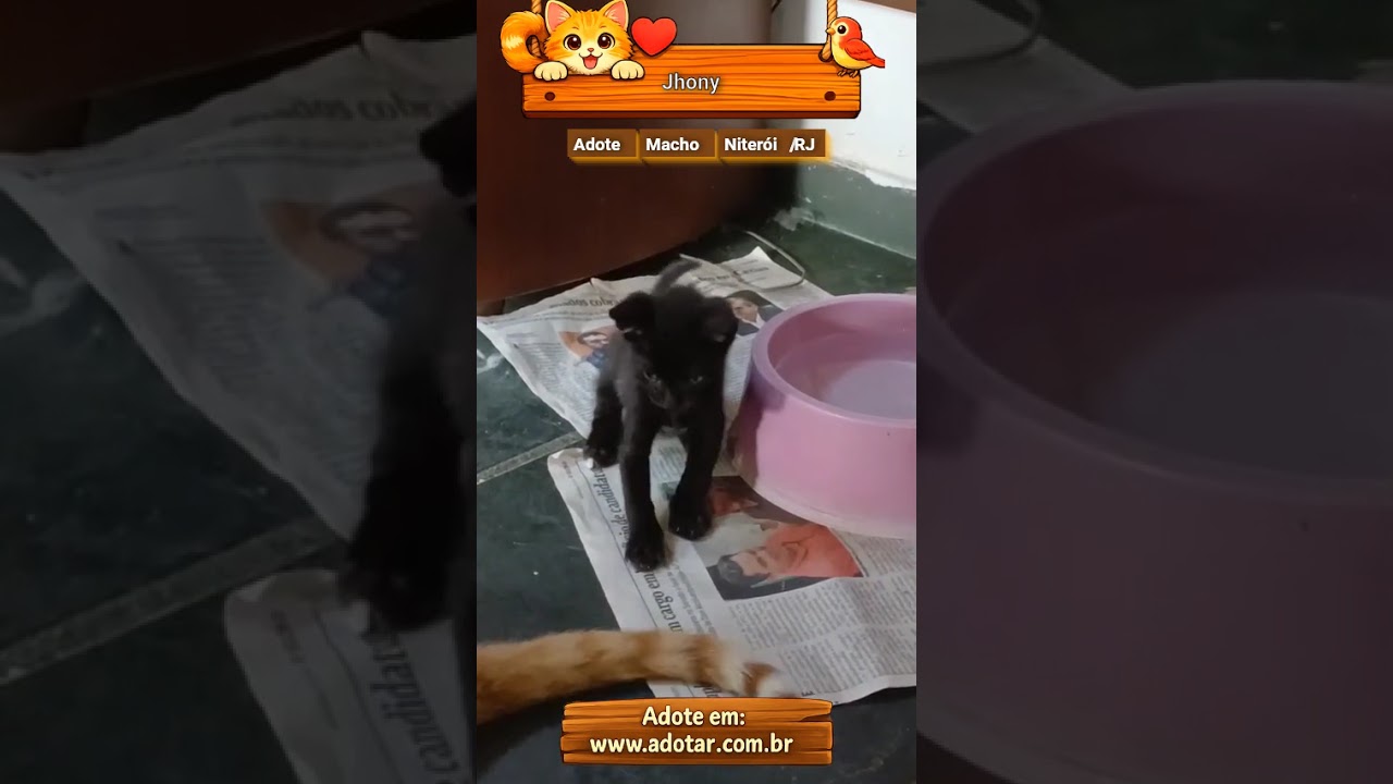 Gato raça SRD-ViraLata idade 2 a 6 meses nome Jhony