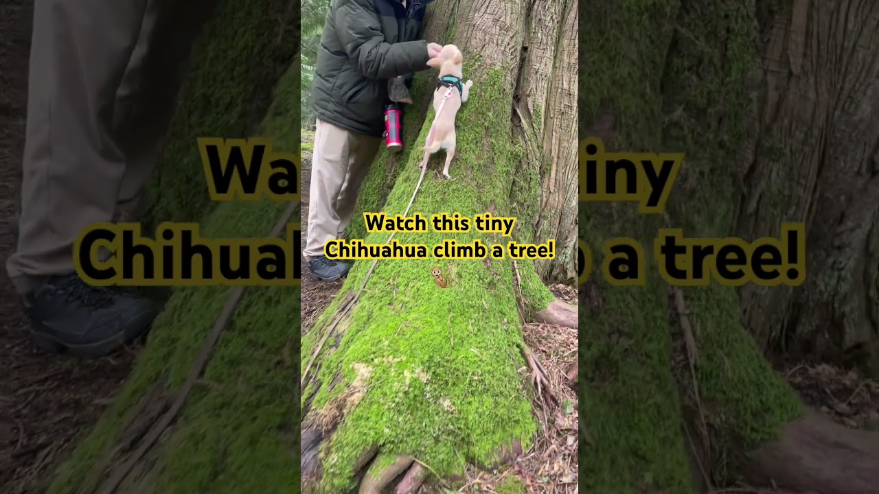 Tiny Chihuahua climbing a tree  #chihuahua #puppy #dogshorts