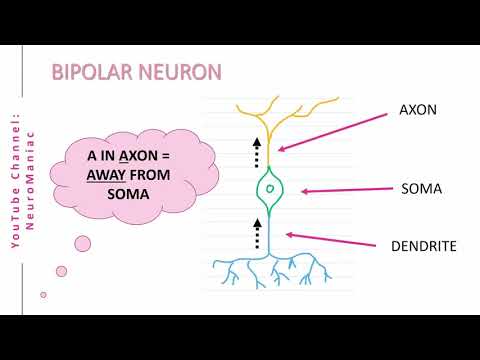 image-What is unipolar and bipolar neurons give examples?
