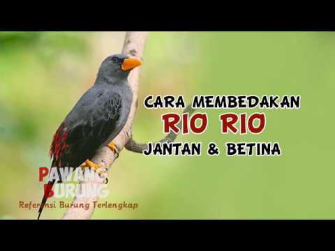 Jantan Novyj Trend Smotret Onlajn Na Sajte Trendovi Ru