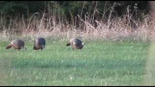 preview picture of video 'Jesse's First Gobbler - Spring 2007'