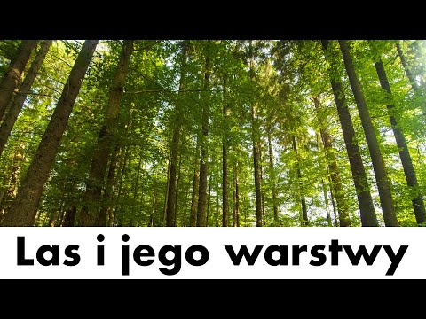 Prezentacja: Las i jego warstwy dla dzieci, przedszkolaków uczniów. Film edukacyjny