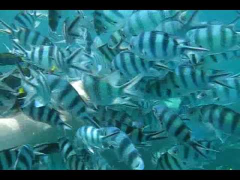 Дайвинг у островов Ранг