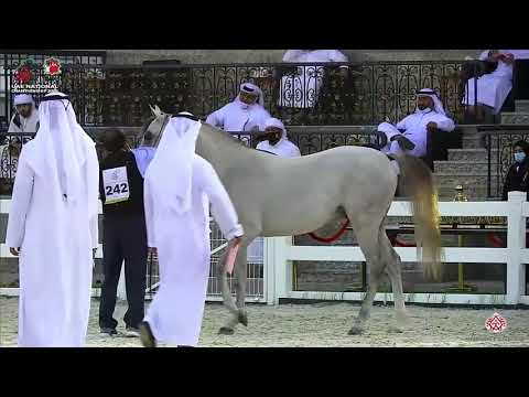N.242 AMBER AL-BEDAA - UAE National Championship 2020 - Colts 2 Years Old (Class 8C).mp4