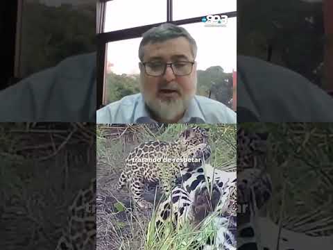 🐆 Misiones avanza con un plan de recuperación del yaguareté