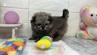 ハーフ犬の動画01