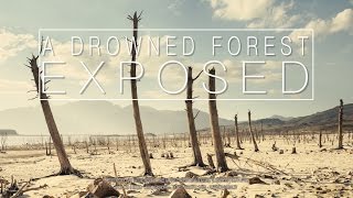 A drowned forest exposed: Liesel Kershof